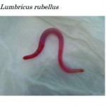 worm1
